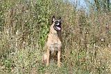 MALINOIS 293